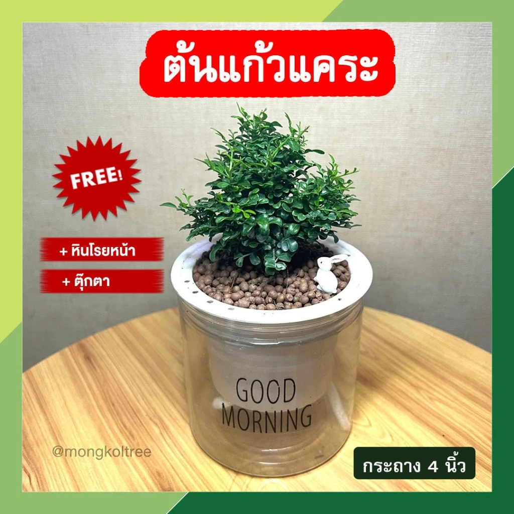 ต้นแก้วแคระ พร้อมกระถางต้นไม้ 4 นิ้ว แบบใส ต้นแก้วบอนไซ ต้นไม้ฟอกอากาศ ต้นแก้วมงคล (แถมฟรี! หินโรยหน้า + ตุ๊กตา) — ของมงคลหมวดบ้านและฮวงจุ้ย