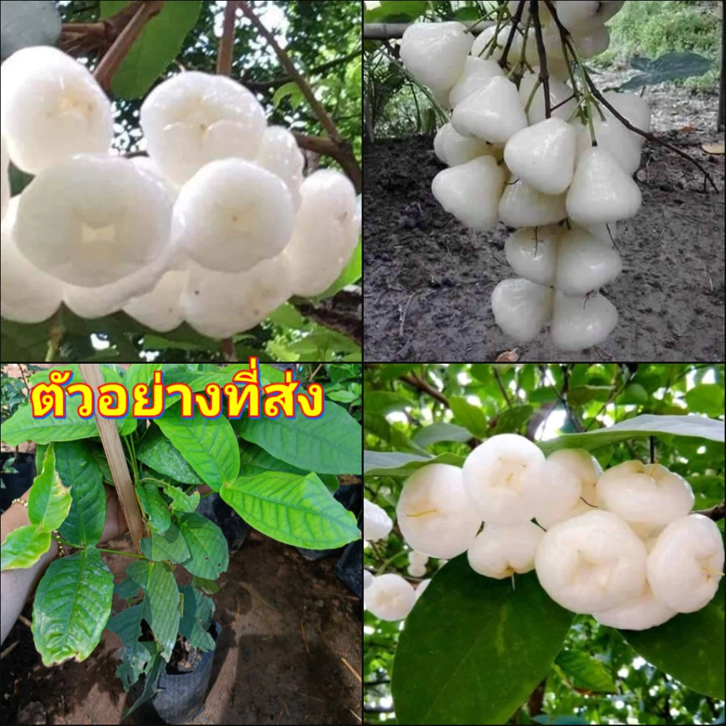 (2ต้น) ต้น ต้นชมพู่แก้ว หรือ ต้นชมพู่พลาสติก ชมพู่แก้ว ชมพู่พลาสติก ชำกิ่ง / happy — ของมงคลหมวดบ้านและฮวงจุ้ย