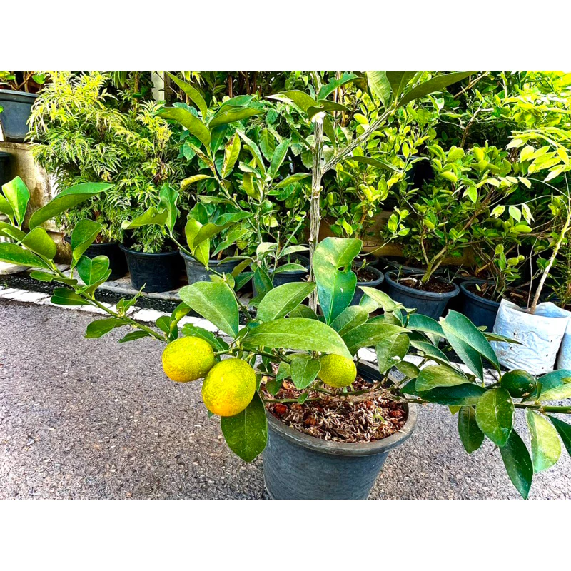 ต้น ส้มทองเฮง ส้มจี๊ดหวาน (Orange Tree)ส้มมงคล ส้มทานได้ ส้มเปลือกหวาน เนื้อเปรี้ยวๆหวานๆ กระถางใหญ่พร้อมติดผล — ของมงคลหมวดบ้านและฮวงจุ้ย