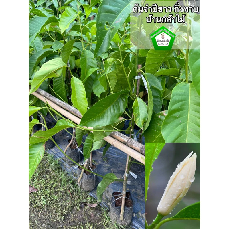 ต้นจำปีขาว กิ่งทาบ ต้นใหญ่ 🎉ต้นแข็งแรง 🌿 สินค้าเสียหาย แจ้งทางร้านได้เลยจ้า — ของมงคลหมวดบ้านและฮวงจุ้ย