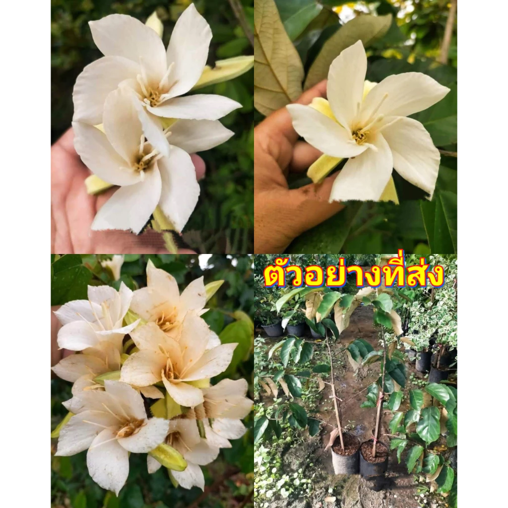 (1ต้น) ต้น จำปาเทศ หรือ กระหนาย กระหน่าย ต้นจำปาเทศ ต้นกระหนาย ต้นกระหน่าย / พงษ์วริษฐ์ — ของมงคลหมวดบ้านและฮวงจุ้ย