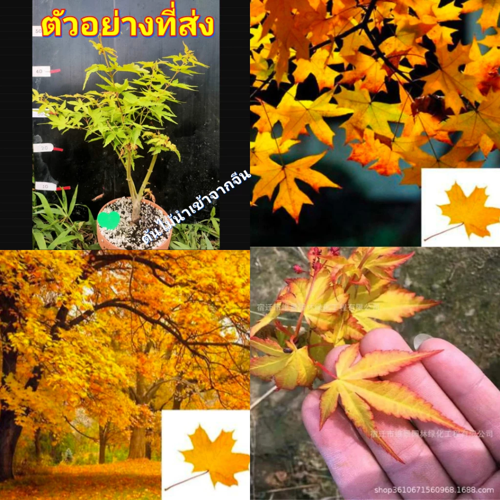 (1ต้น) ต้น เมเปิ้ล บอนไซ Maple Tree yellow ต้นเมเปิ้ล สี เหลือง — ของมงคลหมวดบ้านและฮวงจุ้ย