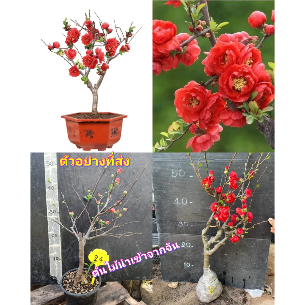 (1ต้น) ต้น ควินซ์บอนไซ ตันควินซ์ ควินซ์ บอนไซ ดอกซ้อน สีแดง Quince / saranrak — ของมงคลหมวดบ้านและฮวงจุ้ย