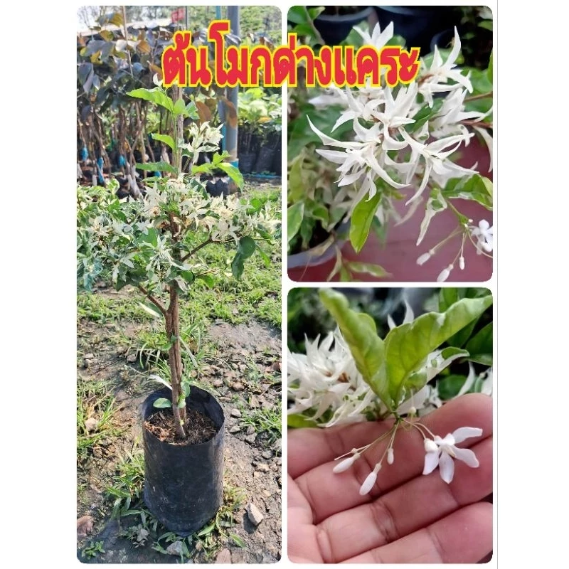 ต้นโมกด่างเเคระ(ปักชำ)สูง40-50ซม.โมกด่างใบด่างสวยงาม สีเขียวปนขาว เป็นไม้มงคลส่งกลิ่นหอมเย็น ต้นพร้อมปลูก คัดต้นสวยๆ — ของมงคลหมวดบ้านและฮวงจุ้ย