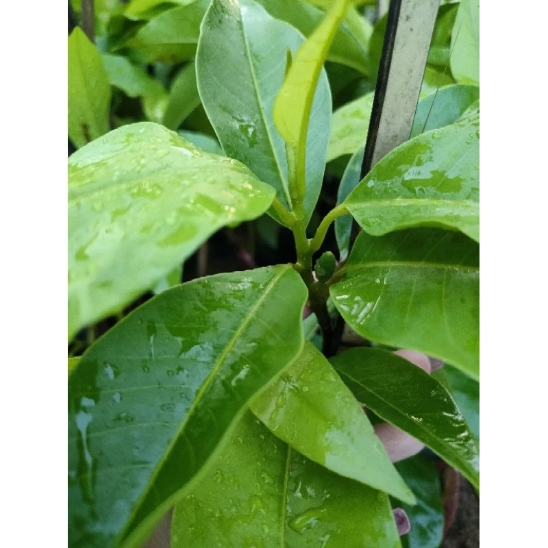 ต้นจำปี(White Champaka) กิ่งชำ (งานถุง)ต้นสวย ต้นสวยแข็งแรงพร้อมปลูก — ของมงคลหมวดบ้านและฮวงจุ้ย