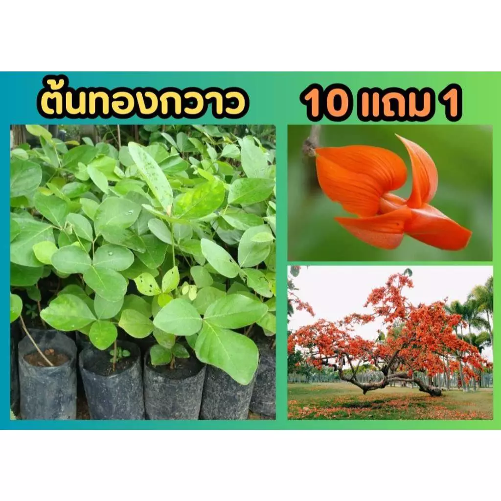 ต้นทองกวาว .สีเหลืองต้นจาน ไม้มงคล ไม้ยืนต้น ฟอกอากาศ จัดสวน แต่งบ้าน ไม้มงคล ปลูกง่าย ร่มรื่น ไม้พุ่ม พืช ป่า ดิน หิน — ของมงคลหมวดสีมงคล