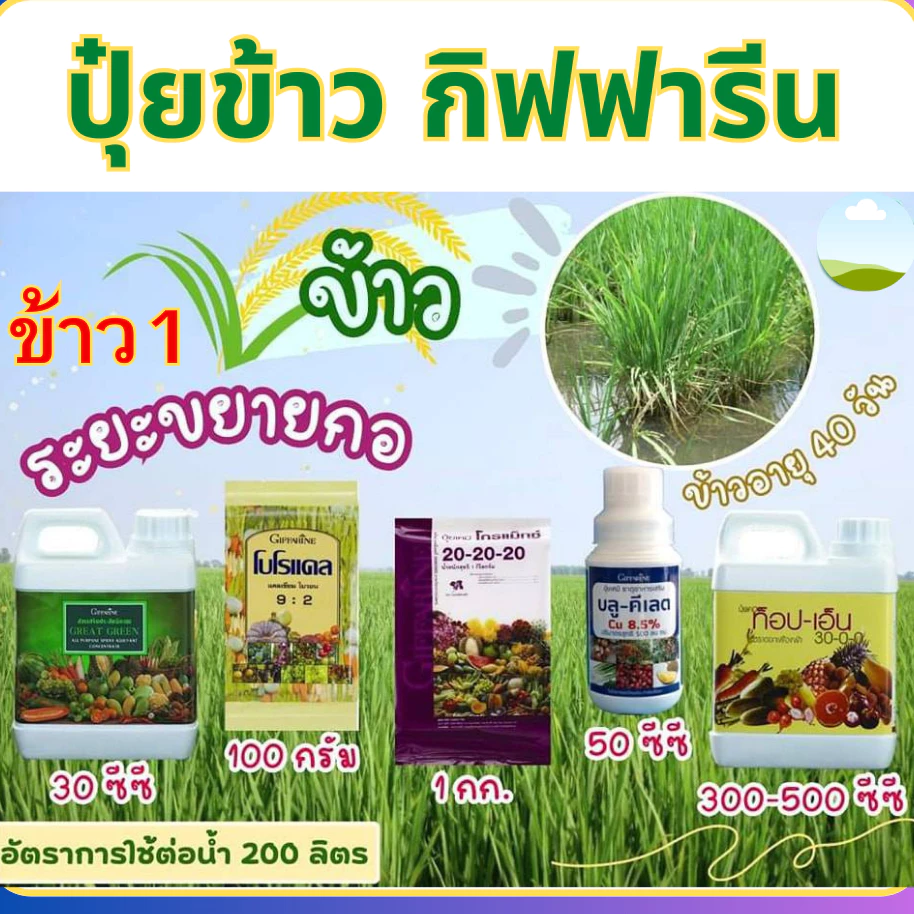 ปุ๋ยข้าว แตกกอ 20 วัน ปุ๋ยกิฟฟารีน ปุ๋ยทางใบ ข้าวเร่งแตกกอ ข้าวแตกกอดี ปุ๋ย ข้าว ปุ๋ยฉีดข้าว ปุ๋ยทางใบปุ๋ยข้า ปุ๋ยเกล็ด — ของมงคลหมวดบ้านและฮวงจุ้ย