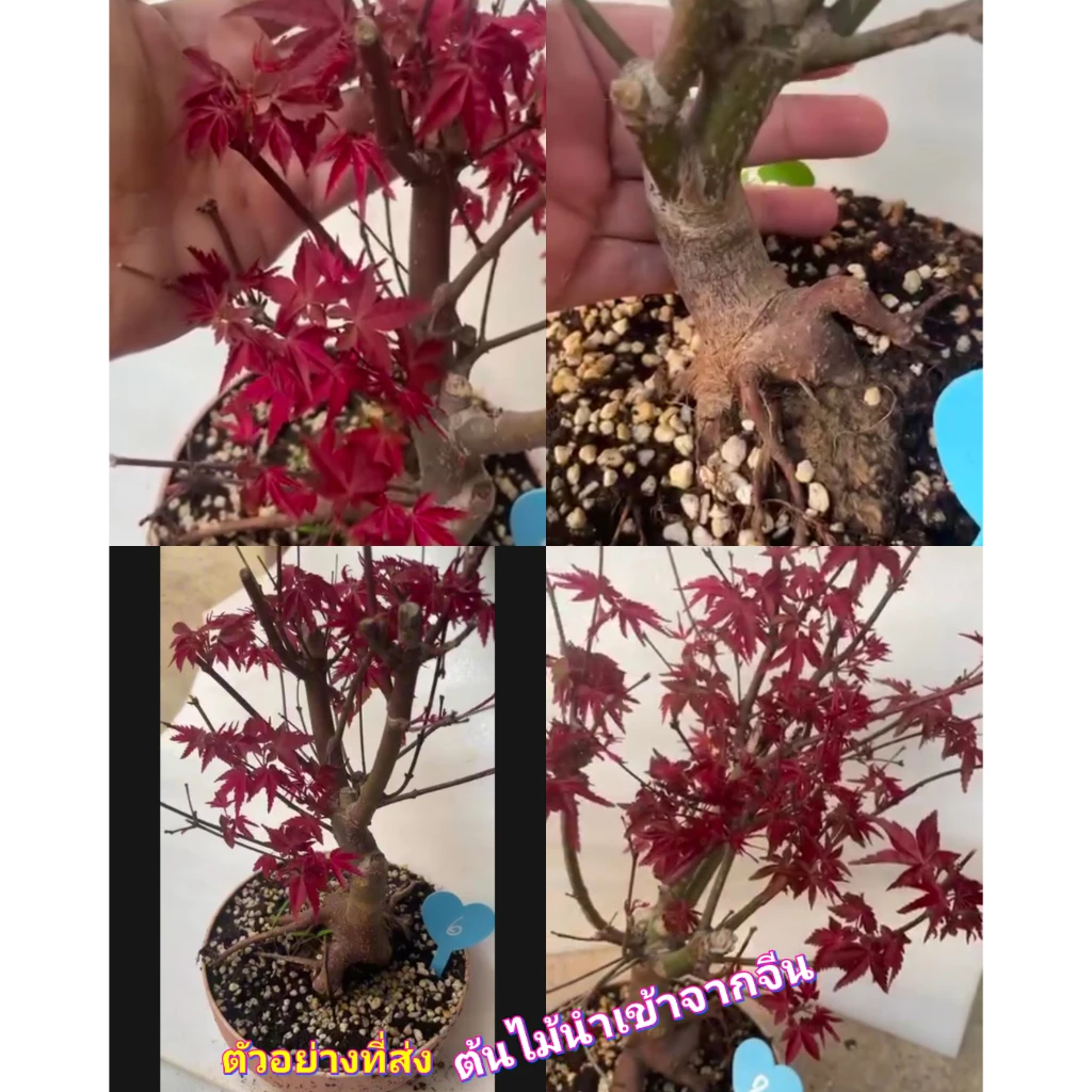 (1ต้น) ต้น เมเปิ้ลญี่ปุ่น บอนไซ อายุ 2-3 ปี ต้นเมเปิ้ล ญี่ปุ่น maple Japanese / saranrak — ของมงคลหมวดบ้านและฮวงจุ้ย