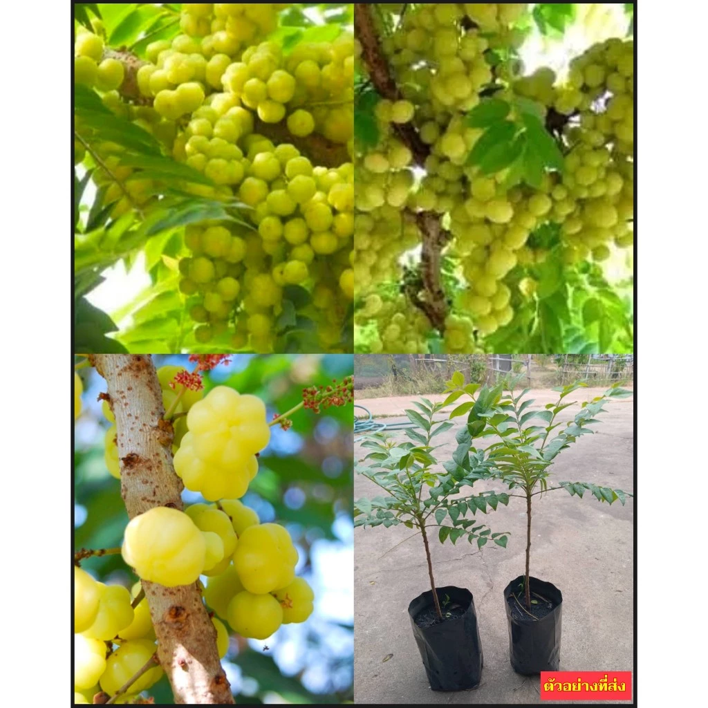 (2ต้น) ต้น เพาะเมล็ด สูง 30-40cm มะยมเปรี้ยว ต้นมะยมเปรี้ยว มะยม ต้นมะยม เปรี้ยว / Yaowalak — ของมงคลหมวดบ้านและฮวงจุ้ย