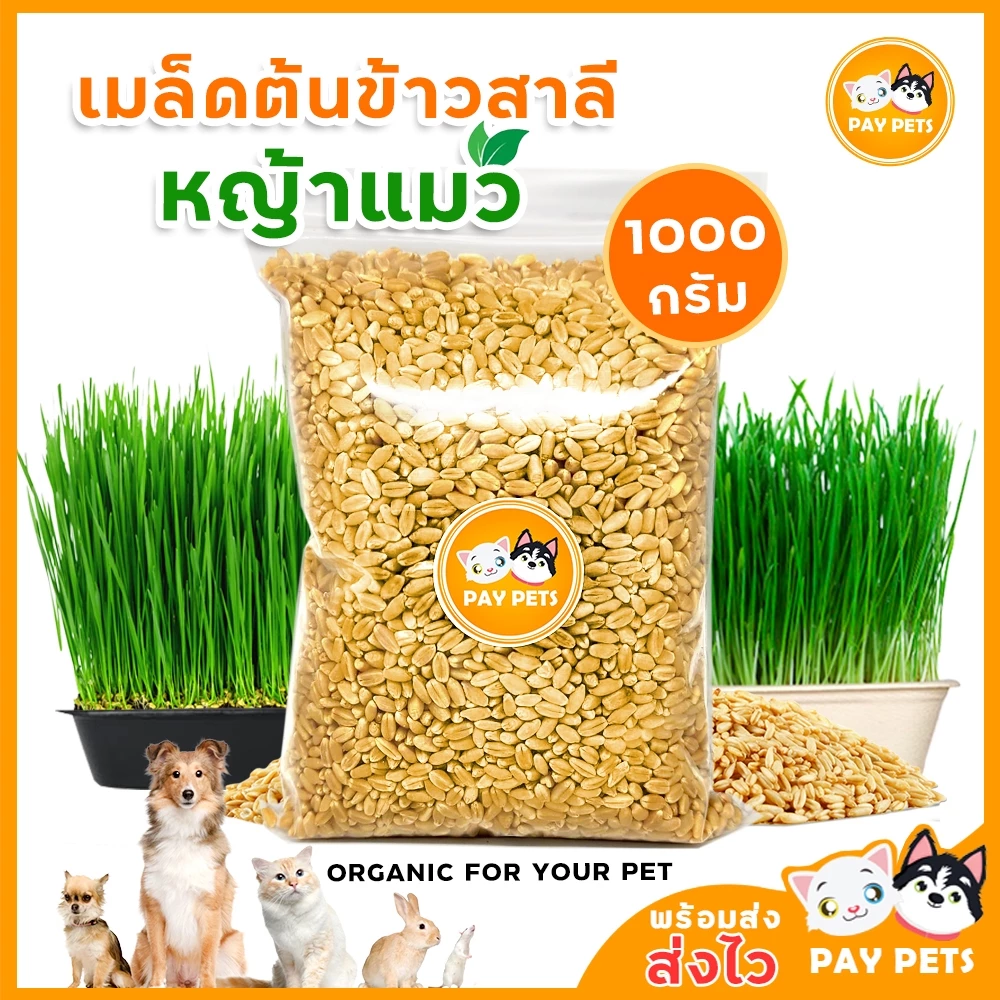 เมล็ดหญ้าแมว ปลูกง่ายโตไว (แถมดินพร้อมปลูก) Cat Grass seeds เมล็ดหญ้าแมวสด Wheatgrass seeds แมวชอบ