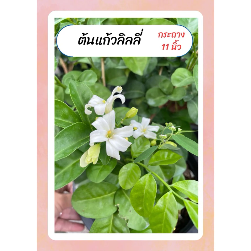 ต้นแก้วลิลลี่ ต้นแก้ว ดอกแก้ว แก้วลิลลี่ ดอกหอม ทนแดด กระถาง11นิ้ว — ของมงคลหมวดบ้านและฮวงจุ้ย