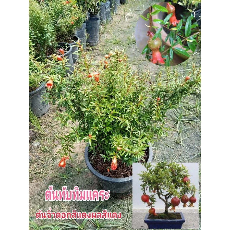 ต้นทับทิมแคระ ต้นจิ๋วผลสีแดง ไม้มงคล เสริมฮวงจุ้ย — ของมงคลหมวดบ้านและฮวงจุ้ย