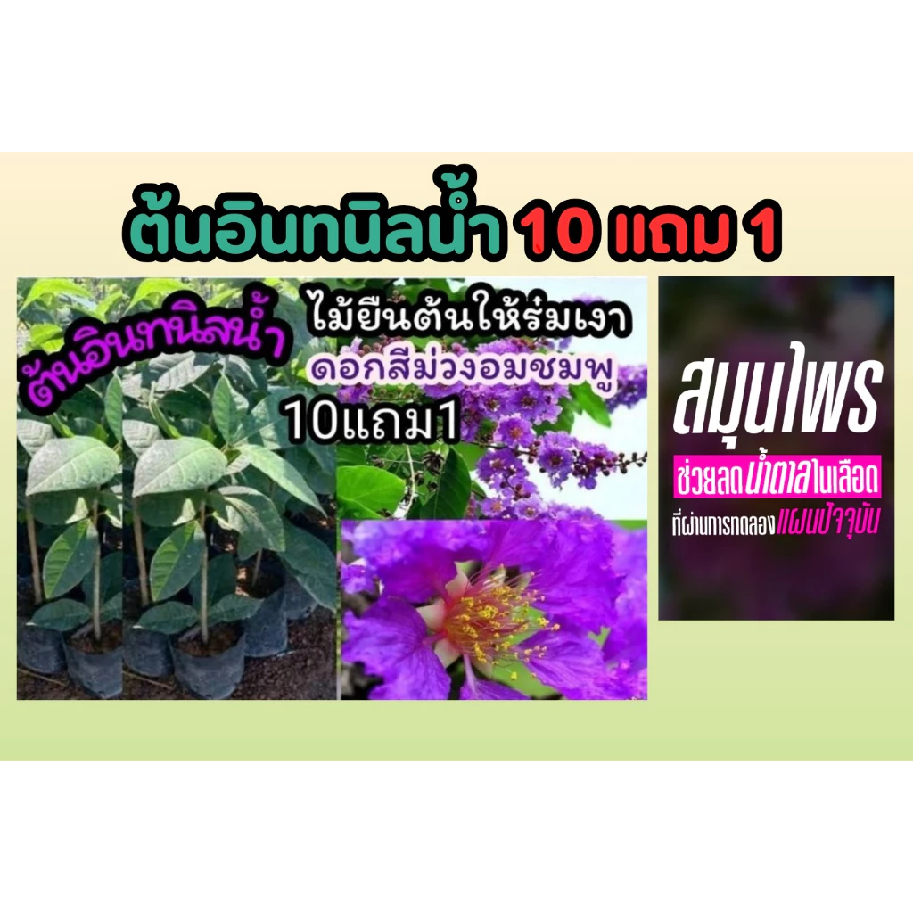 ต้นอินทนิลน้ำ ต้นไม้ให้ร่มเงา ไม้ยืนต้น ดอกสีชมพู ฟอกอากาศ ไม้มงคล ดอกสีม่วง ผัก ผลไม้ ดิน หิน ปุ๋ย กระถาง สวน สมุนไพร — ของมงคลหมวดสีมงคล