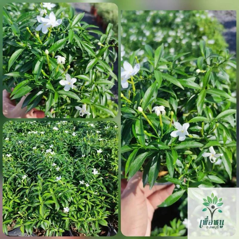 ขาย ต้นพุดศุภโชค กระถาง6 นิ้ว ราคาถูก ต้นพุดศุภโชค ดอกสีขาว ดอกดก ออกดอกตลอดปี ต้นพุดศุภโชค" หรือ "พุดแคระ" — ของมงคลหมวดการเงินและโชคลาภ