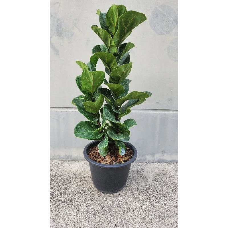 🪴ต้นไทรใบสักใบแคระ "FiddleFig" ต้นใหญ่ ต้นสูง 60-70 cm. ฟอร์มกิ่ง3-4กิ่งต่อต้น ต้นไม้ฟอกอากาศ (จัดส่งพร้อมกระถาง) — ของมงคลหมวดบ้านและฮวงจุ้ย