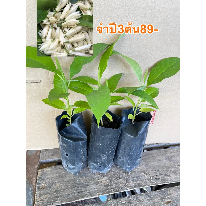 ต้นจำปีแคระ( ชุด3ต้น89)หรือจำปีจิ๋ว ดอกมีสีขาวนวลกลิ่นหอม ขนาดต้นสูง 10-20 ซม. — ของมงคลหมวดบ้านและฮวงจุ้ย