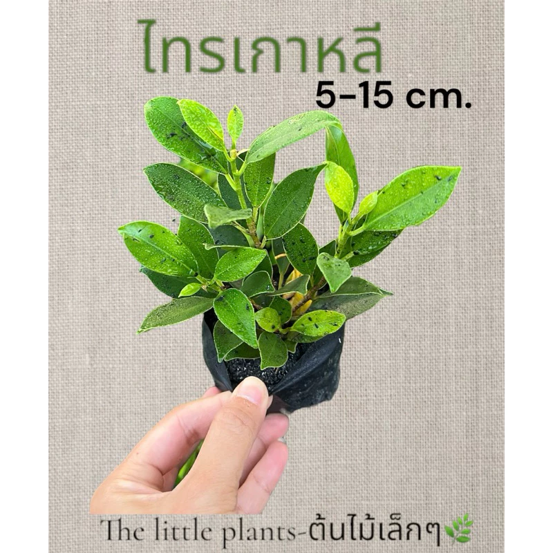 🌿TLPไทรเกาหลี ปลูกเป็นแนวรั้ว ราคาประหยัด รั้วไทรกาหลี ต้นกล้าไทรเกาหลีขนาด10ซม+ — ของมงคลหมวดบ้านและฮวงจุ้ย