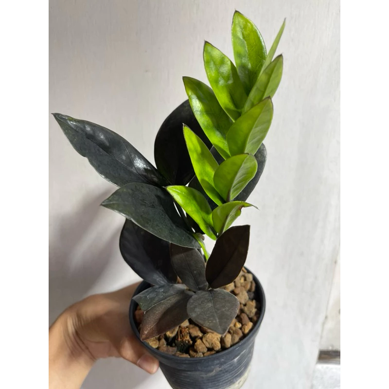 กวักมรกตดำ (คละต้น) ต้นกวักมรกต ต้นเล็ก สีดำสวย กระถาง 4 นิ้ว (zamioculcas zamiifolia black) — ของมงคลหมวดบ้านและฮวงจุ้ย
