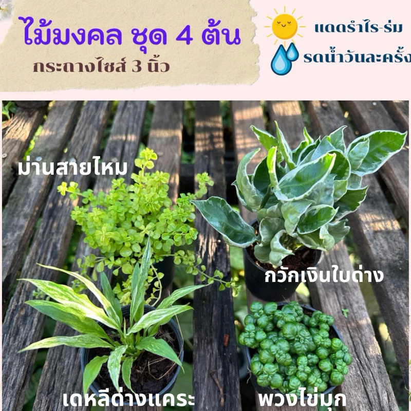 ต้นเดหลีใบด่างแคระ ต้นม่านสายไหม ต้นกวักเงินใบด่าง ต้นพวงไข่มุก ต้นไม้มงคลไซส์กระถาง 3 นิ้ว แพ้คจัดส่งพร้อมกระถาง — ของมงคลหมวดบ้านและฮวงจุ้ย
