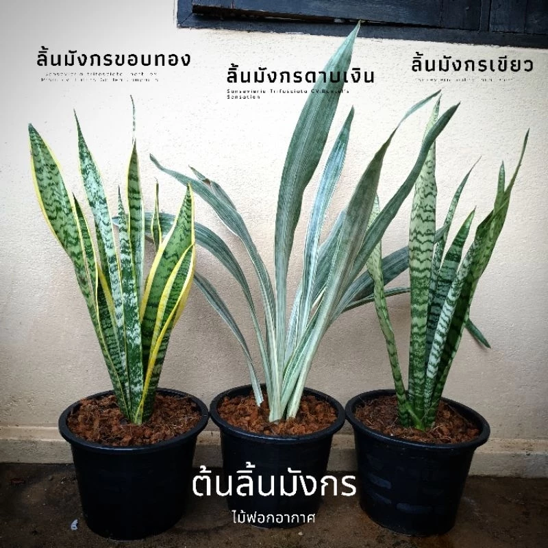 ต้นลิ้นมังกรขอบทอง ลิ้นมังกรดาบเงิน ลิ้นมังกรเขียว ลิ้นมังกรมูนไชน์ ไม้ฟอกอากาศ จัดส่งแบบล้างราก — ของมงคลหมวดบ้านและฮวงจุ้ย