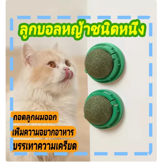 กัญชาแมว 😸หญ้าแมว ชาแมว กัญชาแมว แคทนิปแมว ลูกแคทนิป ชาแมว ชาแมว ชาแมว เลียแมว ลูกบอลแคทนิปติดผนัง
