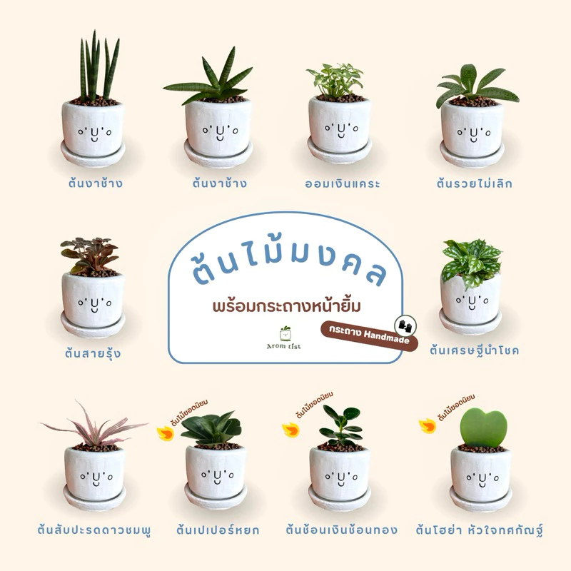 ต้นไม้มงคล พร้อมกระถางลายหน้ายิ้ม🪴🥰✨ ตั้งโต๊ะทำงานฟอกอากาศ — ของมงคลหมวดการงานและธุรกิจ