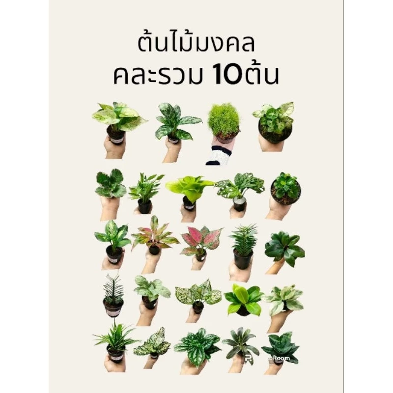 ต้นไม้มงคล (คละ10ต้น) สวยทุกต้น #ต้นไม้ #ต้นไม้มงคล #ต้นไม้ฟอกอากาศ #รากอากาศ #เคราฤาษี #ตกแต่งบ้าน #สวนต้นไม้ #ไม้แขวน — ของมงคลหมวดบ้านและฮวงจุ้ย