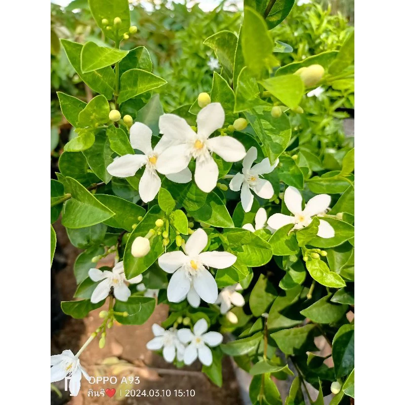 ต้นพุดพิชญา ดอกสีขาว ไม้มงคลในสกุลโมก มีกลิ่นหอม ส่งทั้งถุงชำ ขนาดต้น 30-40ซม.โดยประมาณ — ของมงคลหมวดบ้านและฮวงจุ้ย