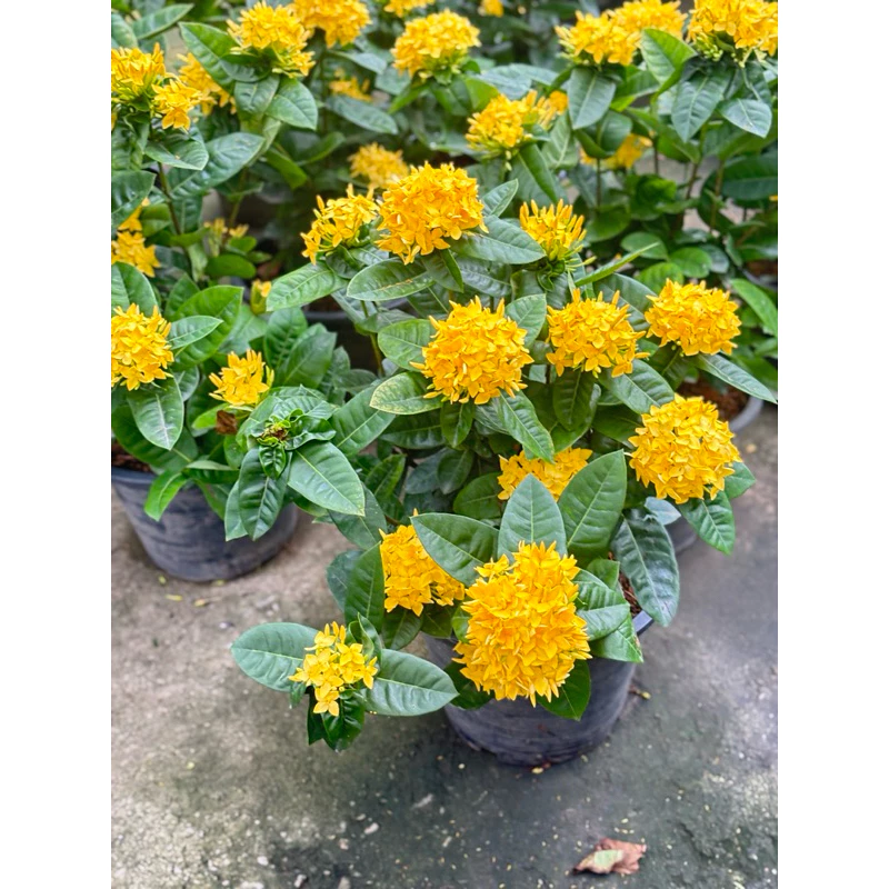 ต้นเข็มชัชวาล เข็มไต้หวัน เข็มเศรษฐี ใบใหญ่สีเหลือง กระถาง 11 นิ้ว1ต้นต่อกล่อง2ต้นต่ออเดอร์ห่อตุ้มนะค่ะ — ของมงคลหมวดบ้านและฮวงจุ้ย