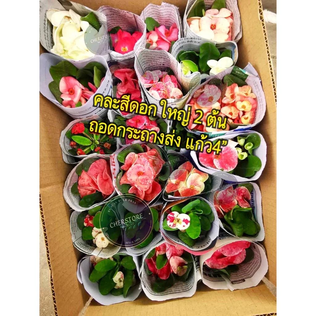 ต้นโป๊ยเซียนคละสี 2 ต้น ราคา 109.- ดอกกลางและดอกใหญ่(โป๊ยเซียนสวนรวมพันธ์ุ) — ของมงคลหมวดบ้านและฮวงจุ้ย