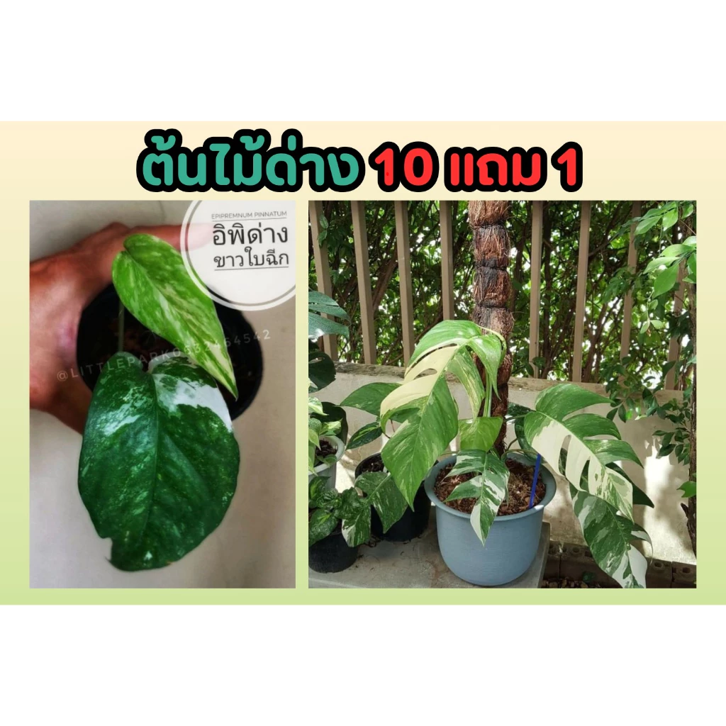 ต้นไม้ด่าง .พลูฉีกด่างขาว ต้นอิพิด่างขาว Epipremnum pinnatum variegated albo ฟอกอากาศ ตกแต่งบ้าน จัดสวน ต้นไม้เลื้อย — ของมงคลหมวดบ้านและฮวงจุ้ย