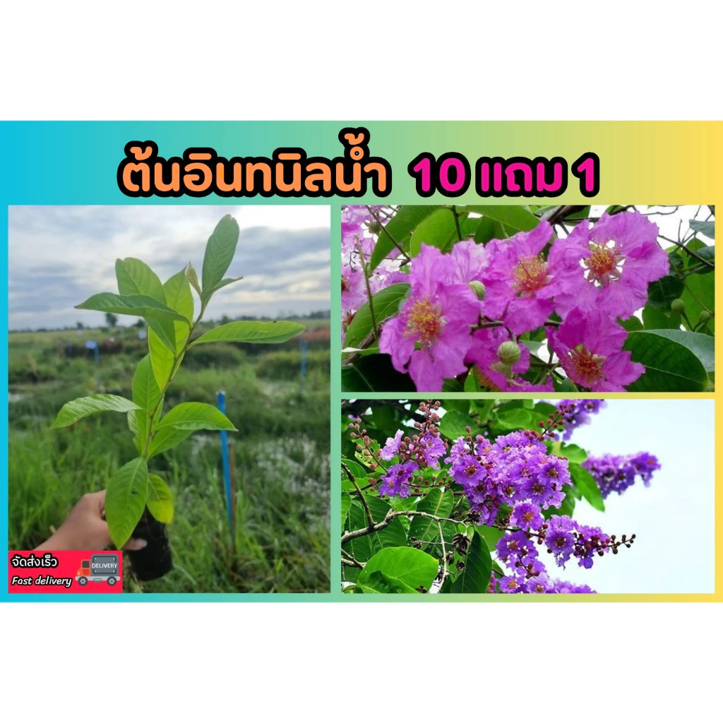 ต้นอินทนิลน้ำ .ดอกสีม่วง ดอกสีชมพู ต้นไม้ให้ร่มเงา ไม้ยืนต้น ฟอกอากาศ ไม้มงคล ผัก ผลไม้ ดิน หิน ปุ๋ย กระถาง สวน สมุนไพร — ของมงคลหมวดสีมงคล