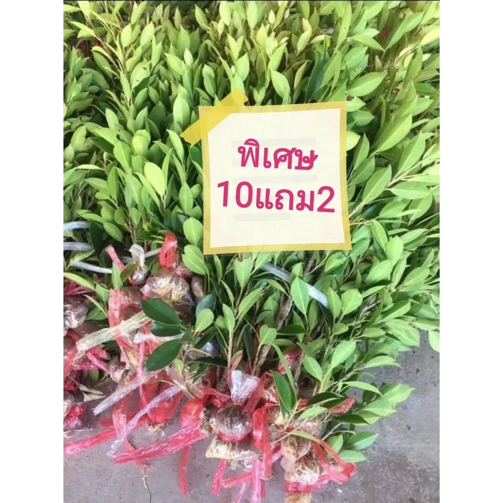 ไทรเกาหลีตอน40-50ซม.สั่ง10ต้นแถม2ต้น(ขั้นต่ำ5ต้นสั่งจำนวนเยอะกรุณาทักแชทค่ะ — ของมงคลหมวดบ้านและฮวงจุ้ย