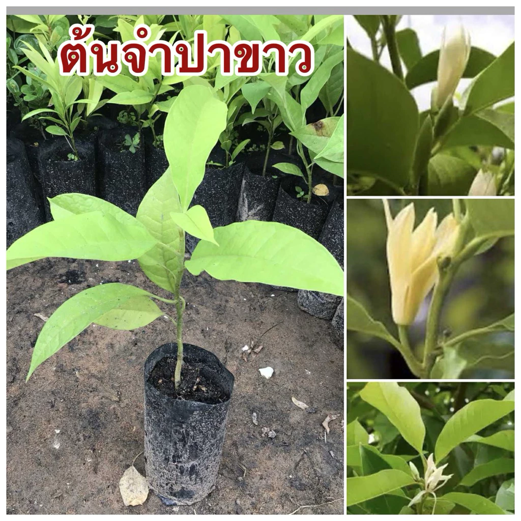 ต้นจำปาขาว 4ต้น80บาท ต้นสวยพร้อมส่ง — ของมงคลหมวดบ้านและฮวงจุ้ย