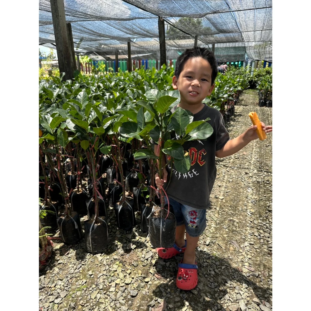 (1ต้น)ต้นพันธุ์ขนุนทองประเสริฐ ต้นทาบกิ่ง สูง 45 เซน ต้นพร้อมปลูก — ของมงคลหมวดบ้านและฮวงจุ้ย