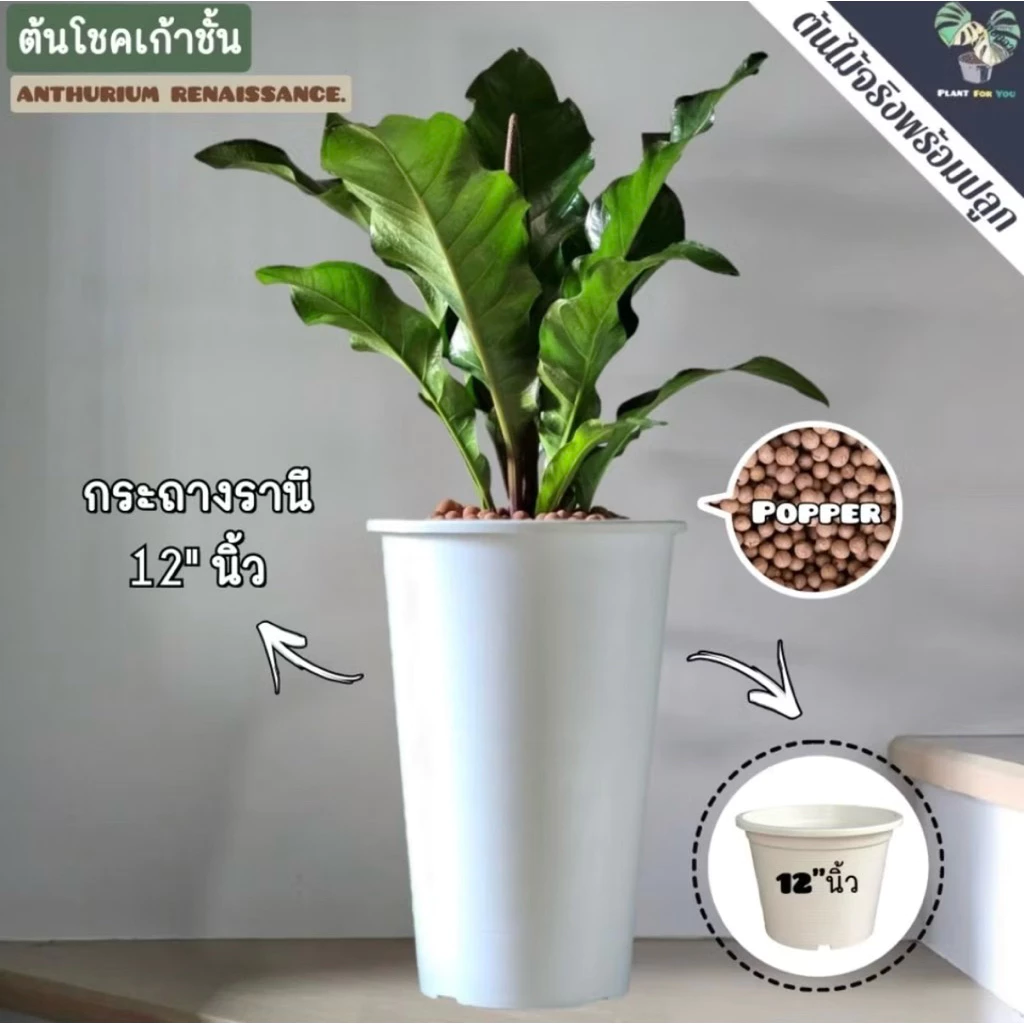🌳ต้นไม้มงคล/ต้นไม้ฟอกอากาศ (หลายชนิด) พร้อมกระถางรานี12"สูง45Cm. (ต้นไม้ฟอกอากาศ) — ของมงคลหมวดบ้านและฮวงจุ้ย