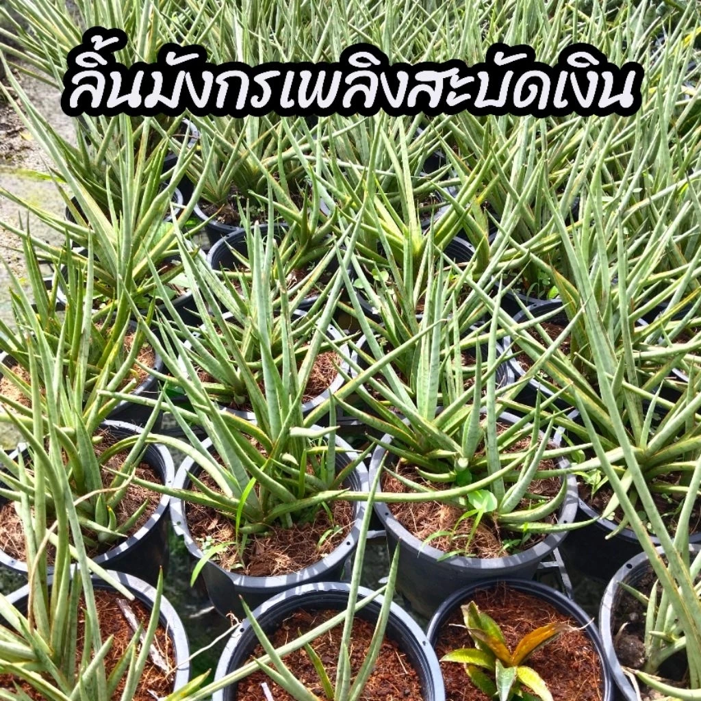 ต้นลิ้นมังกรเพลิงสะบัด(เงิน) ต้นลิ้นมังกร ลิ้นมังกรแคะ ไม้ฟอกอากาศ ปลูกในบ้านได้ (ต้นพร้อมกระถาง 6" นิ้ว) — ของมงคลหมวดบ้านและฮวงจุ้ย