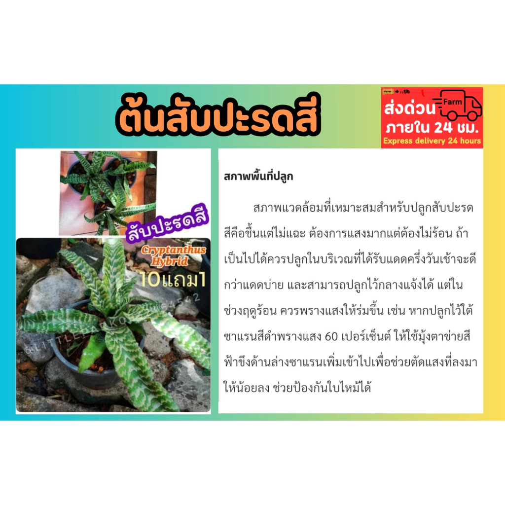 ต้นสับปะรดสี Cryptanthus Hybrid ต้นไม้ ธรรมชาติ พันธุ์ไม้ ฟอกอากาศ แต่งบ้าน ไม้ประดับ ต้นไม้ ฟอกอากาศ สวน จัดสวน — ของมงคลหมวดบ้านและฮวงจุ้ย
