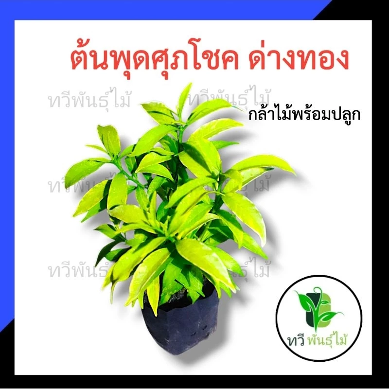ต้นพุดศุภโชค ด่างทอง กล้าไม้พร้อมปลูกไม้มงคล ไม้ประดับ TAWEE PANTMAI พุดศุภโชค ด่าง — ของมงคลหมวดการเงินและโชคลาภ