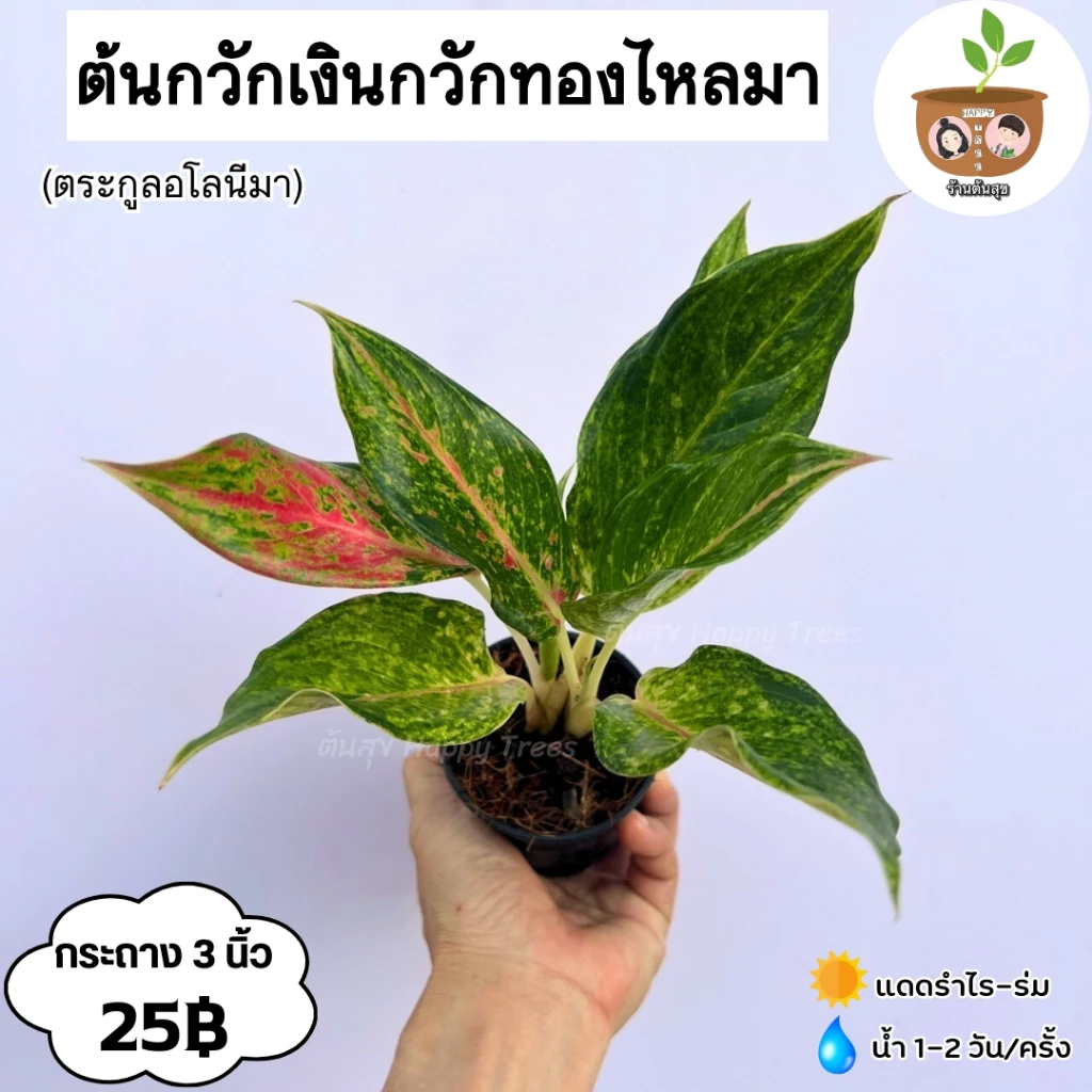ต้นกวักเงินกวักทองไหลมา จัดส่ง 2 ต้นขึ้นไป คละแบบได้ — ของมงคลหมวดการเงินและโชคลาภ