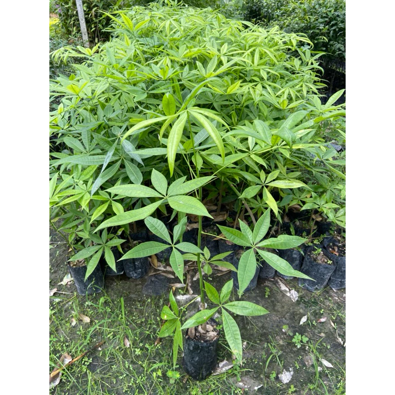 ต้นศุภโชค ต้นถั่วศุภโชค ต้นมีเงิน ต้นเขย่าเงิน Money Tree (สูง 70-90cm) ไม้ประดับมงคล ต้นเรียกทรัพย์ — ของมงคลหมวดการเงินและโชคลาภ