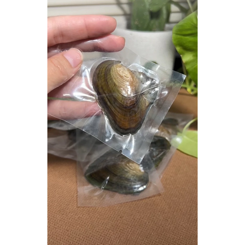 หอยไข่มุก ตกเเต่ง ของเเท้ มีของพร้อมส่ง — ของมงคลหมวดไลฟ์สไตล์และของขวัญ