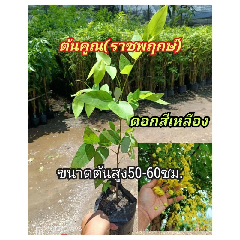 ต้นคูณ หรือต้นราชพฤกษ์ ดอกสีเหลือง ปลูกง่าย ทนแล้ง ขนาดต้นสูง50-60ซม. — ของมงคลหมวดบ้านและฮวงจุ้ย