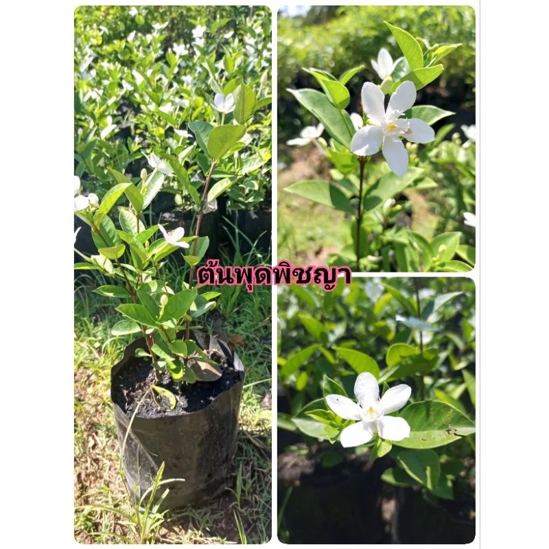 ต้นพุดพิชญา ชุด2ต้น159บาท พืชในสกุลโมก เป็นหนึ่งในไม้มงคลที่เชื่อกันว่าจะทำให้ผู้ปลูก มีความเจริญมั่นคง แข็งแรงสมบูรณ์ — ของมงคลหมวดบ้านและฮวงจุ้ย