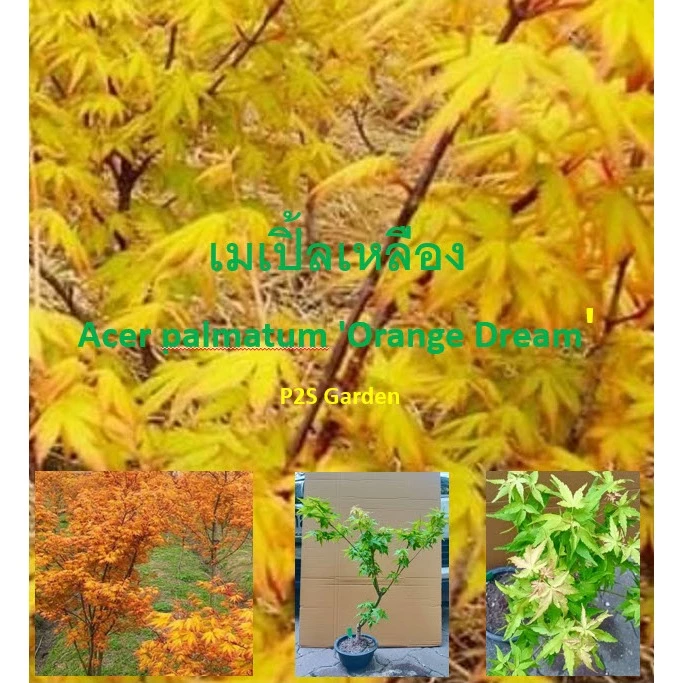 ต้นเมเปิ้ล เมเปิ้ลเหลือง Acer palmatum 'Orange Dream' ต้นเสียบยอด สไตล์ไม้บอนไซ นำเข้าทั้งต้น — ของมงคลหมวดบ้านและฮวงจุ้ย