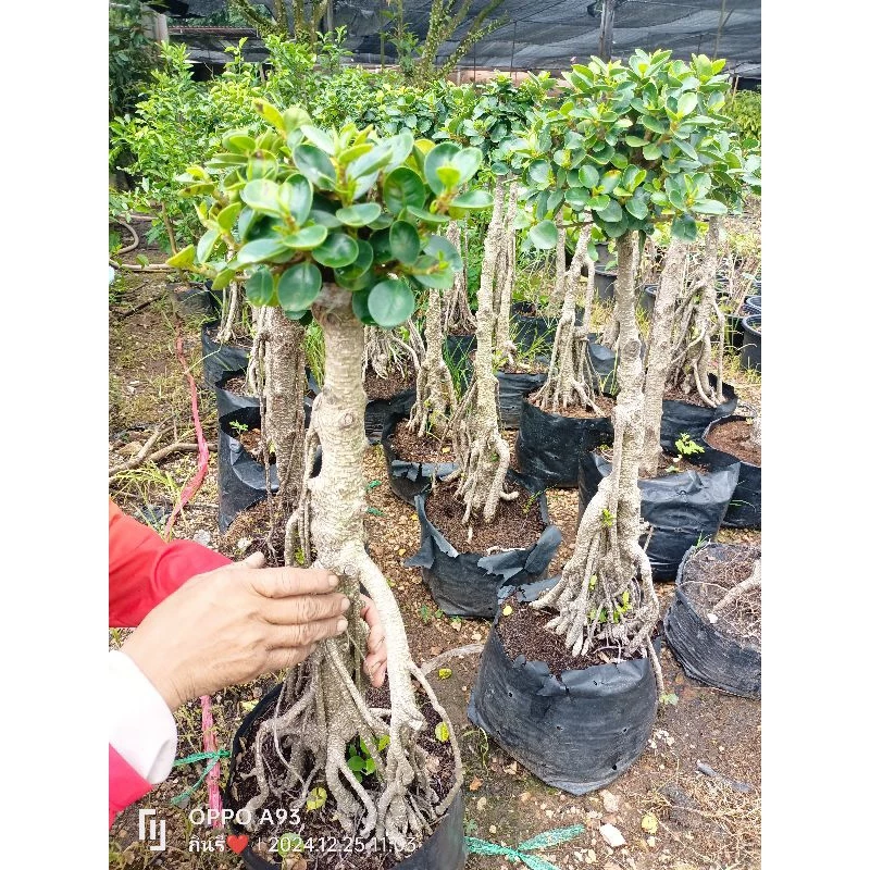 ต้นช้อนเงินช้อนทอง ต้นเสียบยอด โคนเป็นต้นไทร ต้นใหญ่รากโขดสวย ส่งทั้งถุงชำ(12")ต้นสูง70-80ซม. — ของมงคลหมวดบ้านและฮวงจุ้ย