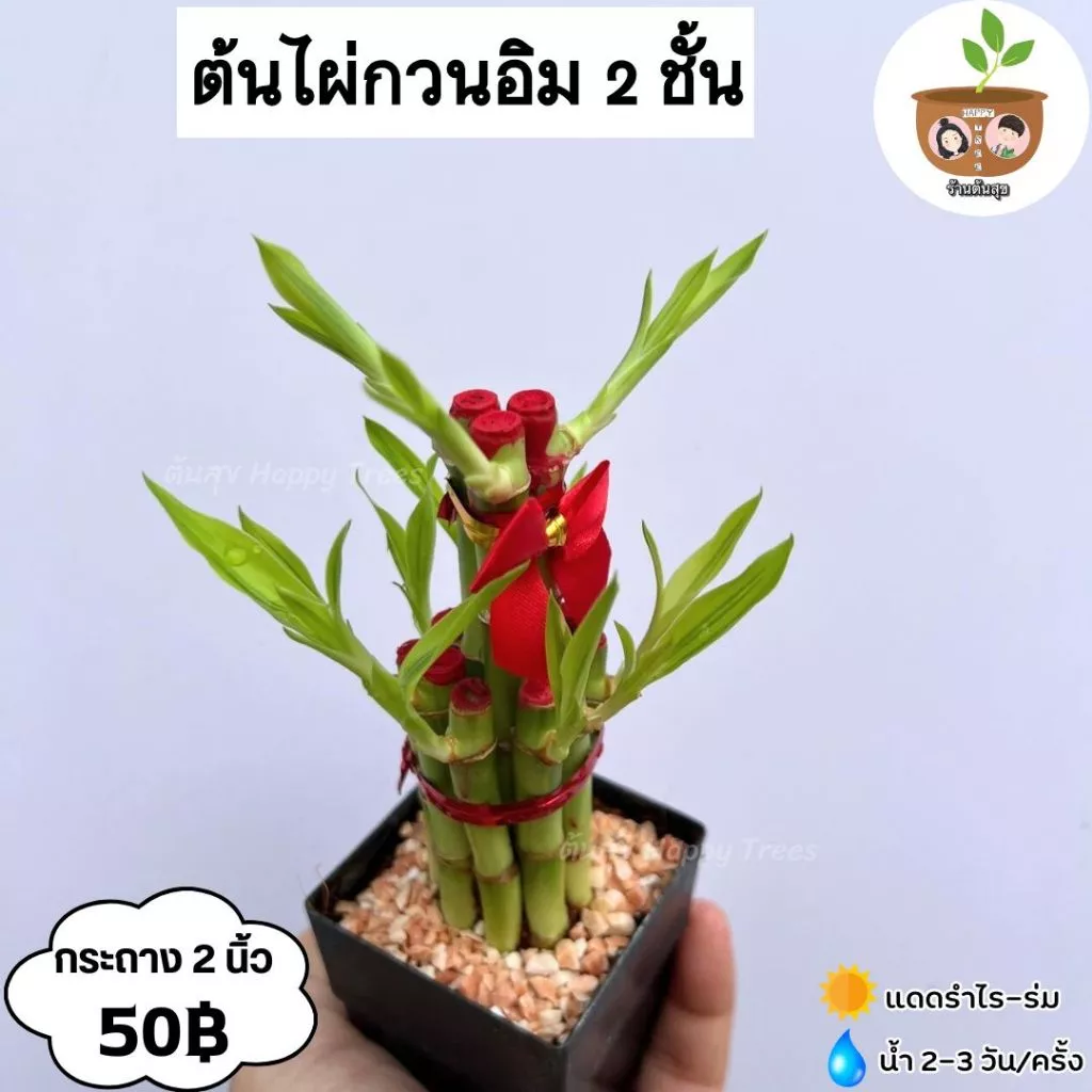 ต้นไผ่กวนอิม 2 ชั้น กระถางดำ 2 นิ้ว จัดส่ง 2 ต้นขึ้นไป คละแบบได้ — ของมงคลหมวดการเงินและโชคลาภ