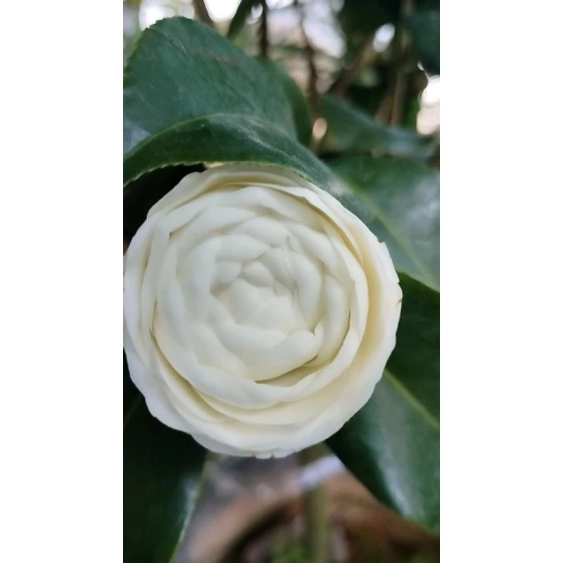 #คามิเลีย (Camillia) #ดอกคาเมลเลีย (camellia) #ดอกไม้ประจำคนเกิดเดือนมกราคม 70cm — ของมงคลหมวดไลฟ์สไตล์และของขวัญ
