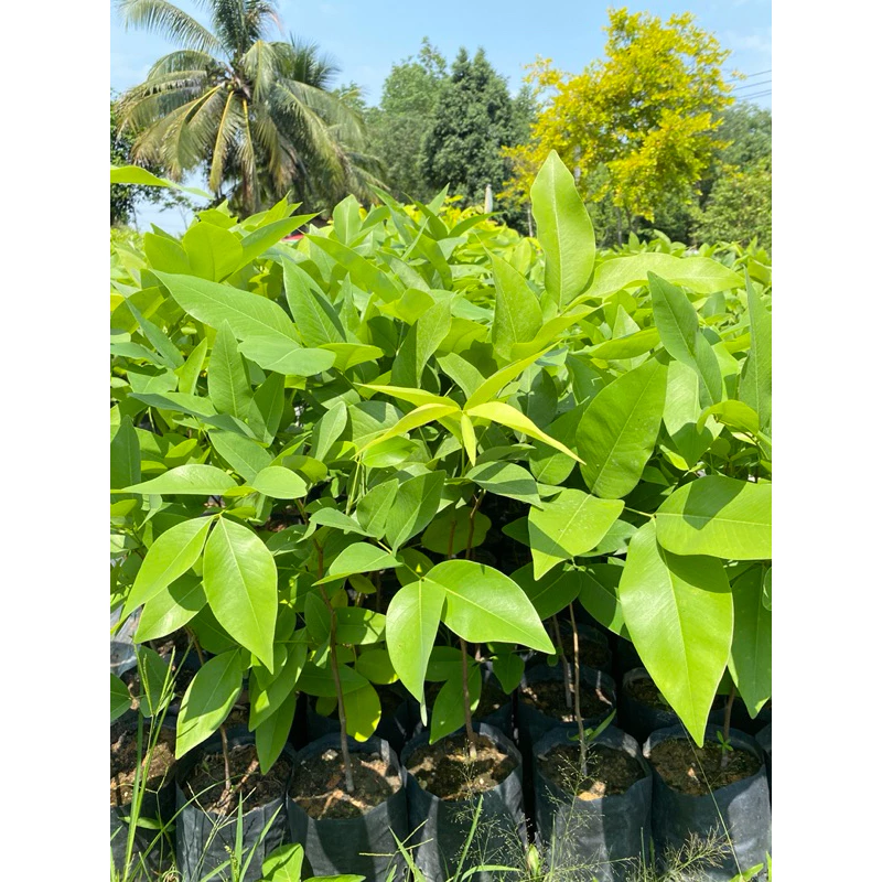 ต้นราชพฤกษ์ คูณเหลือง สูง30-50ซม.สั่งขั้นต่ำ3ต้นคละต้นอื่นได้ — ของมงคลหมวดบ้านและฮวงจุ้ย