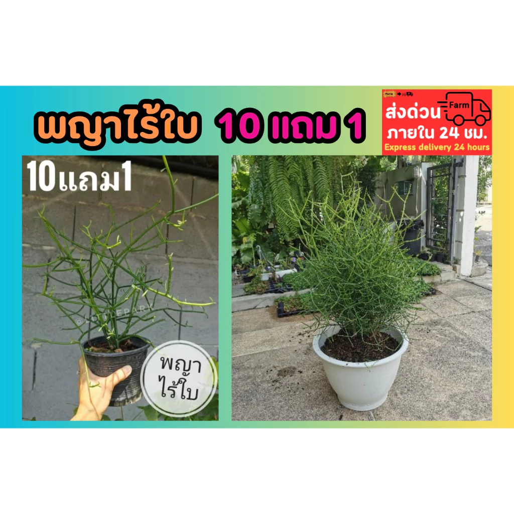 พญาไร้ใบ ไม้ประดับ ไม้ธรรมชาติ ต้นไม้ฟอกอากาศ ไม้พุ่ม ไม้ประดับ ไม้ยืนต้น สมุนไพร ต้นไม้ ฟอกอากาศ สวน จัดสวน แต่งบ้าน — ของมงคลหมวดบ้านและฮวงจุ้ย